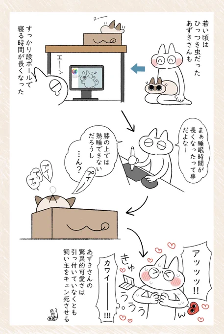 あずきさんのかわいい力(ぢから)の強さたるや💪 #シャム猫あずきさんは世界の中心 