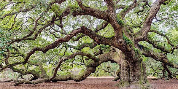 handmade_garden's tweet photo. This has got to be one of the most beautiful species of trees I’ve ever seen it’s called the Southern live oak Native to the southeast United States💛🤍
#UnitedStates #agriculture #Trending #moving #nature #trees #savetrees #environment  #lgbtq #vegan #hiking #eastcoast https://t.co/9XytrcRmkm