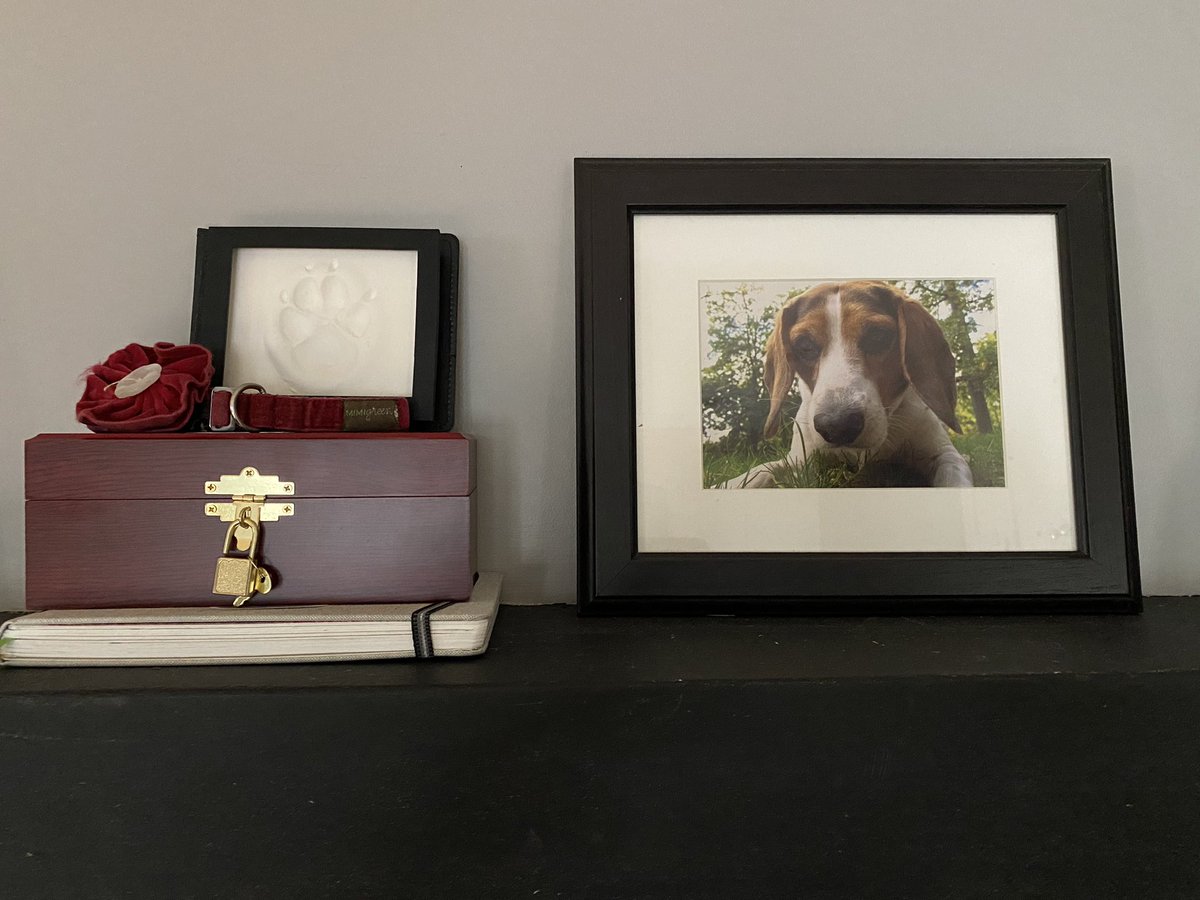 MillietheWB's tweet photo. Itโs Millieโs angelversary and I donโt know what to do with her. โliterallyโ she is still on my fireplace. Is that okay? I am normal or stuck in time? #twitterpack will know so I ask. I miss her ever day and love my time with mason. #angelversary #milliewb #freagle https://t.co/eAVEa3FerG