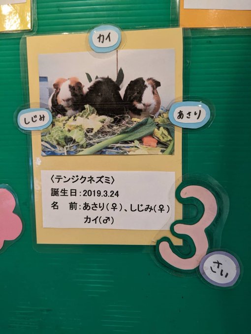 あさりちゃん まとめ 感想や評判などを1週間ごとに紹介 ついラン