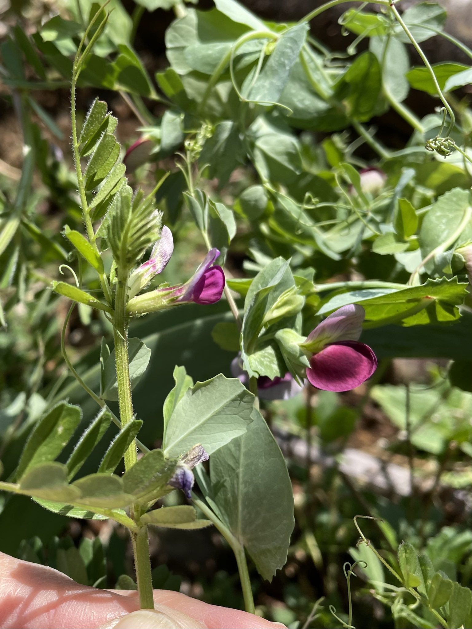 Inori 豆苗 エンドウ の花が咲いています 牛乳パックで育てて二回収穫した後 崖に適当に植えていた豆苗がカラスノエンドウとごちゃ混ぜになって咲いています エンドウ同士よく似ていますが 先日の蜜腺が豆苗には無く カラスノエンドウには沢山