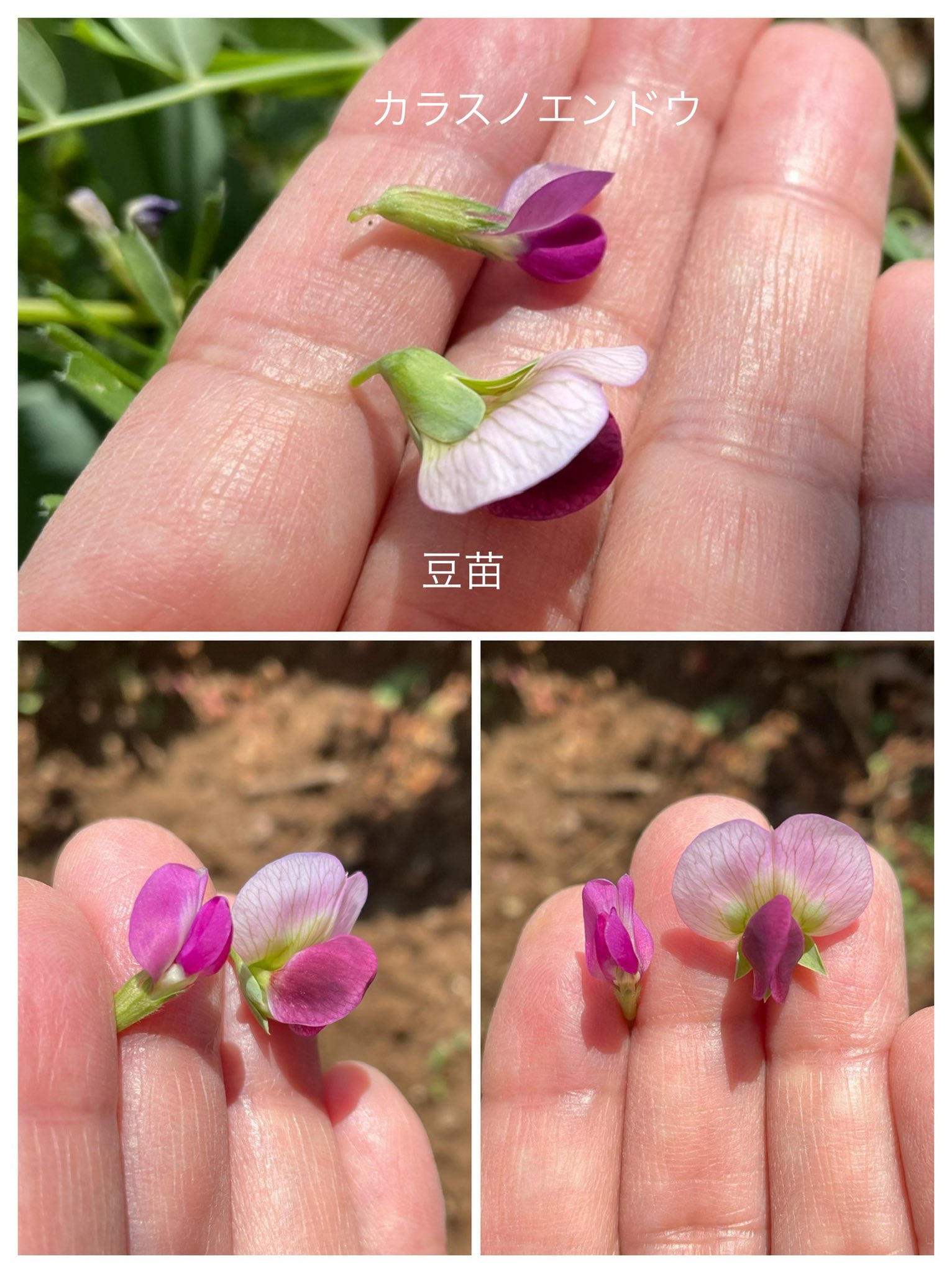 Inori 豆苗 エンドウ の花が咲いています 牛乳パックで育てて二回収穫した後 崖に適当に植えていた豆苗がカラスノエンドウとごちゃ混ぜになって咲いています エンドウ同士よく似ていますが 先日の蜜腺が豆苗には無く カラスノエンドウには沢山