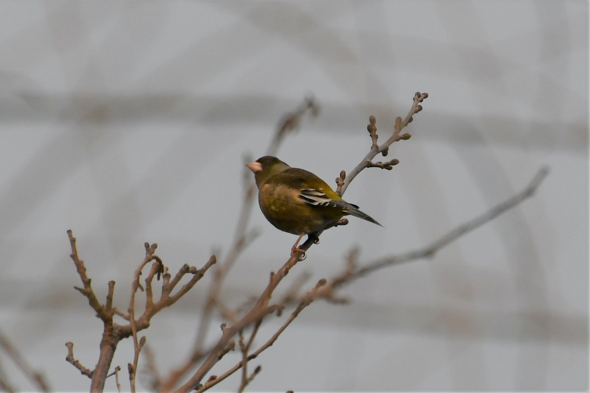 marinepia's tweet photo. カワラヒワ＠にいが���フィールド：脊索動物門 鳥綱 スズメ目 アトリ科 ヒワ属．全長15㎝程．全国，～東アジア．九州以北で繁殖する．体は緑褐色で，尾羽は凹尾．翼に黄色帯がある．嘴は円錐形で太い．#マリンピア日本海 #新潟 #水族館 #鳥綱 #aquarium https://t.co/8MlwSD4d5h