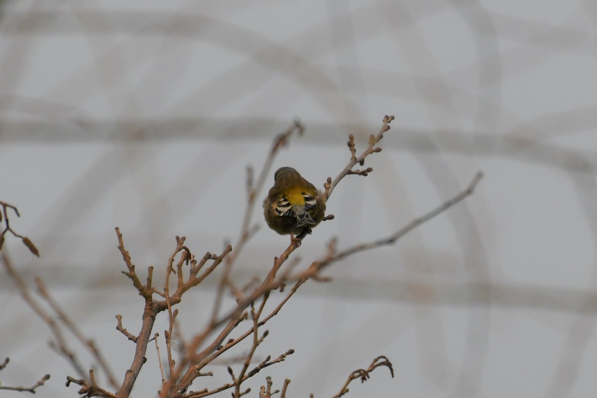 marinepia's tweet photo. カワラヒワ＠にいが���フィールド：脊索動物門 鳥綱 スズメ目 アトリ科 ヒワ属．全長15㎝程．全国，～東アジア．九州以北で繁殖する．体は緑褐色で，尾羽は凹尾．翼に黄色帯がある．嘴は円錐形で太い．#マリンピア日本海 #新潟 #水族館 #鳥綱 #aquarium https://t.co/8MlwSD4d5h