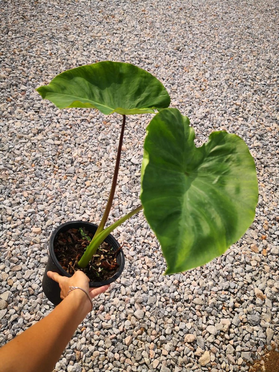 ขาย !! #LightPillar #ไลท์พิลล่า
............ 
Colocasia esculenta Light Pillar
(Colocasia esculenta Black Coral x Colocasia esculenta white lava )
My new hybrid by Jakkaphong 
🌿🌿🌿🌿🌿🌿🌿🌿🌿🌿🌿🌿🌿
#NewHyBrid #นิวส์ไฮบริด​ #LightPillar #ไลท์พิลล่าร์ #ตลาดต้นไม้