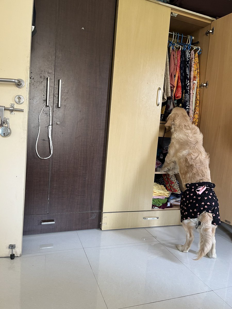 HarFUNlimited's tweet image. आज क्या पहनूँ ? 
Spike selecting cloth what to wear today 

#ThursdayTreat #funtimefoxy 

#SpikeLife #dogsoftwitter #Gold