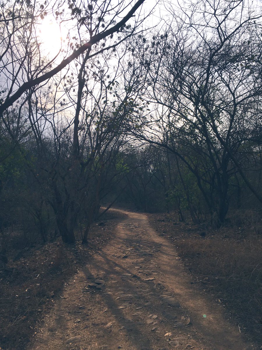 TuggingdLuggage's tweet photo. 8 km done and dusted with sporadic blooms for company.
Also spotted a few peacocks at close range.
#Taljai https://t.co/IhLEq4Yy2l