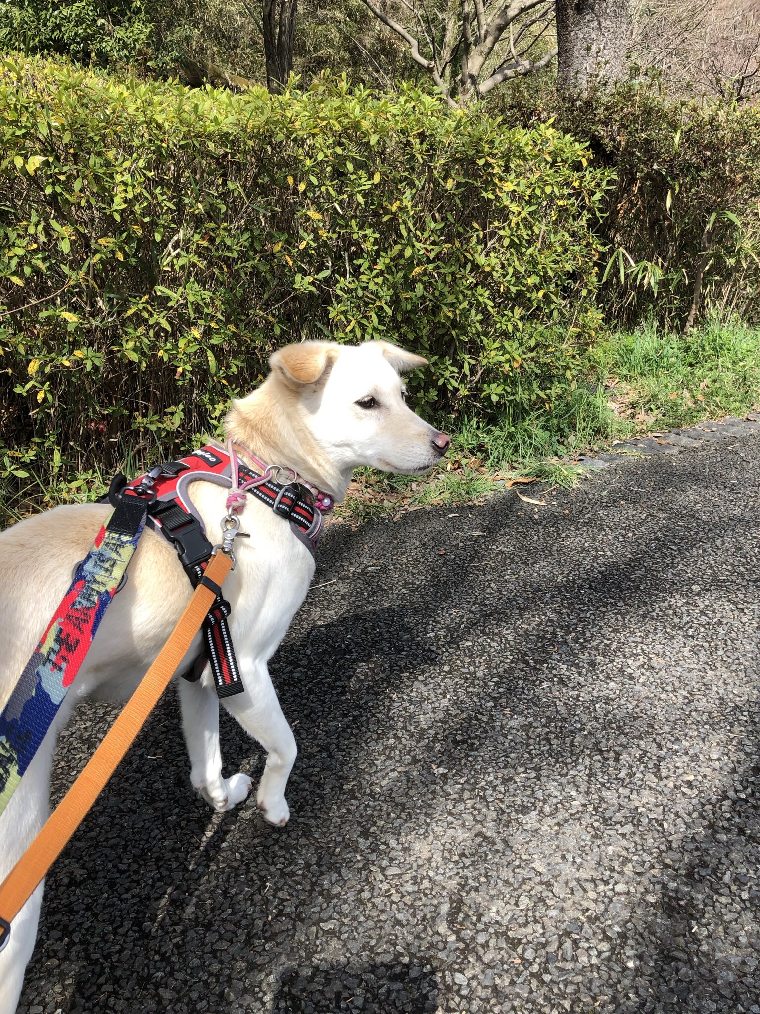 保護犬 ケンの家のボランティア 三寒四温 気温が不安定な季節で 体調崩す子も多いですが 和犬ミックスチームは元気にお散歩 ケンの家 保護犬 横浜 T Co N474yq8j9o Twitter