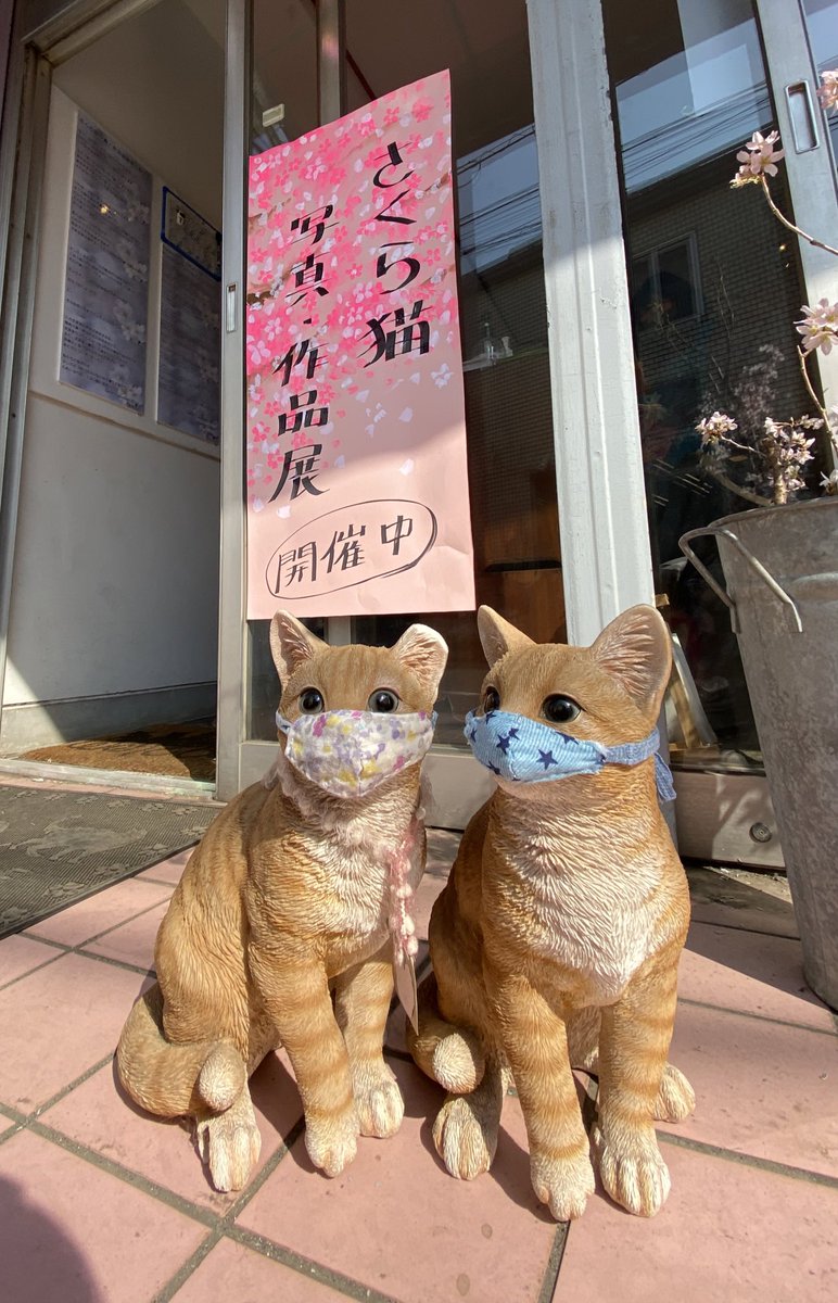 祖師ヶ谷大蔵駅近くの<a href="/pad_paw/">Gallery Paw Pad　療養しつつ闘病営業中</a> にて、さくら猫写真・作品展、開催中です。5時半まで🐾