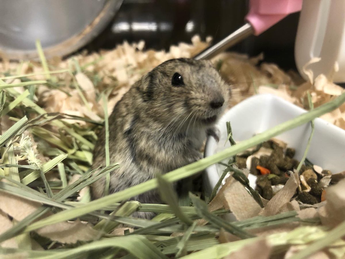 talkingcat111's tweet photo. ｴ、ﾅﾆﾅﾆｰ?🐭
#ステップレミング ＃ハムスター ＃エキゾチックアニマル ＃小動物 https://t.co/0XY6fy7ezy