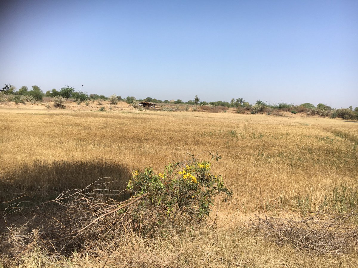 Flash floods r becoming a regular occurrence in historically drought prone regions. In semi-arid district #Banaskantha, marginal farmers r devastated by floods and debt #EarlyWarningEarlyAction is only 1 part, people on frontline need much more #ClimateAction #ANTICIPATEResearch