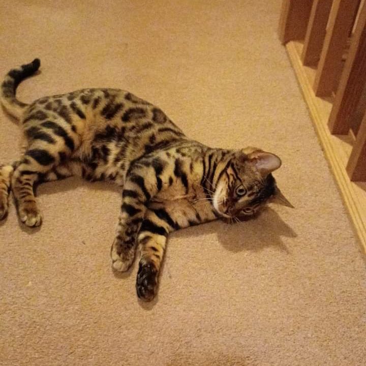 JohnDaffern2's tweet photo. Hi All, 

Our cat Cleo has gone missing yesterday morning from Main Street, Gamston 
She may have got into someones house or garage
Please could you let me know if you see her

➡️Contact: https://t.co/WigRbXOCn3

#Nottingham *Copied* https://t.co/GDueQ1kHJE