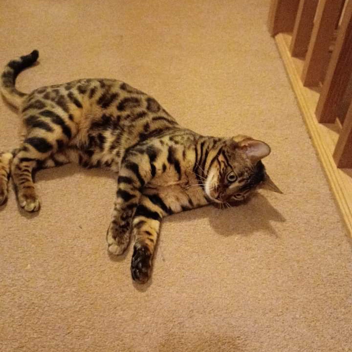 JohnDaffern2's tweet photo. Hi All, 

Our cat Cleo has gone missing yesterday morning from Main Street, Gamston 
She may have got into someones house or garage
Please could you let me know if you see her

➡️Contact: https://t.co/WigRbXOCn3

#Nottingham *Copied* https://t.co/GDueQ1kHJE