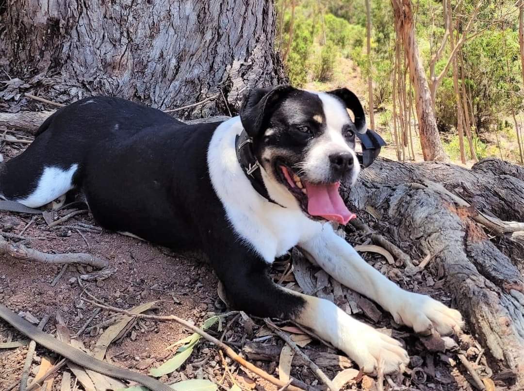 Él es Rufo,  está en adopción en el Albergue Comarcal Valle Colino. ¿Nos ayudas a difundir? ¿Le encontramos un hogar?.
Si quieres conocerle pasa por Valle Colino
🕰 Horario de 11 a 18h de lunes a sábado y de 10.30 a 13.30h los domingos. T.673895015
