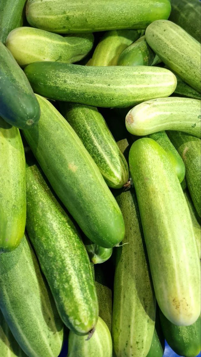 އއ. ތޮއްޑޫއިން ވަރަށް ތާޒާކޮށް ކިޔުކަންބާ ޝިޕްމެންޓެއް މިއަދުވަނީ ލިބިފަ ،
ބަތާއެކު ކާން މިވަރެށް ނެއް! 😊
ހޯލް ސޭލް 23 ރުފިޔާ (5 ކިލޯ ފެށިގެން)
އޯޑަރު ކޮށްލެއްވުމަށް 3012640 އަށް ގުޅުއްވާލައްވާ، ނުވަތަ 7291130 ވައިބާރ ކޮށްލައްވާ !