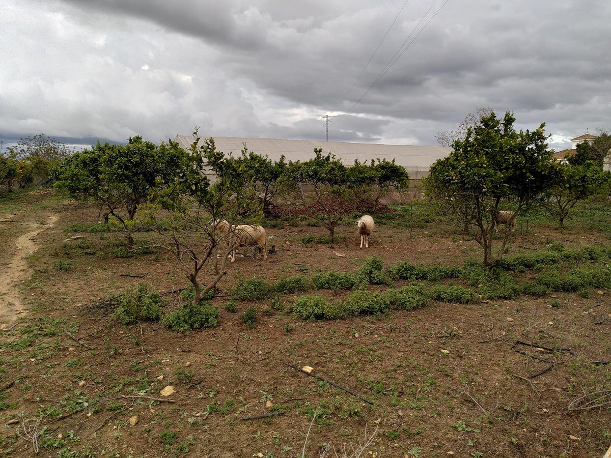 RELACSeu's tweet photo. Yesterday, after a long meeting day, the #RELACS team had the chance to visit the organic vegetable and orange producer @dietaecologica, situated in Los Alcores (Sevilla). #RELACSeu https://t.co/taY14UP1He
