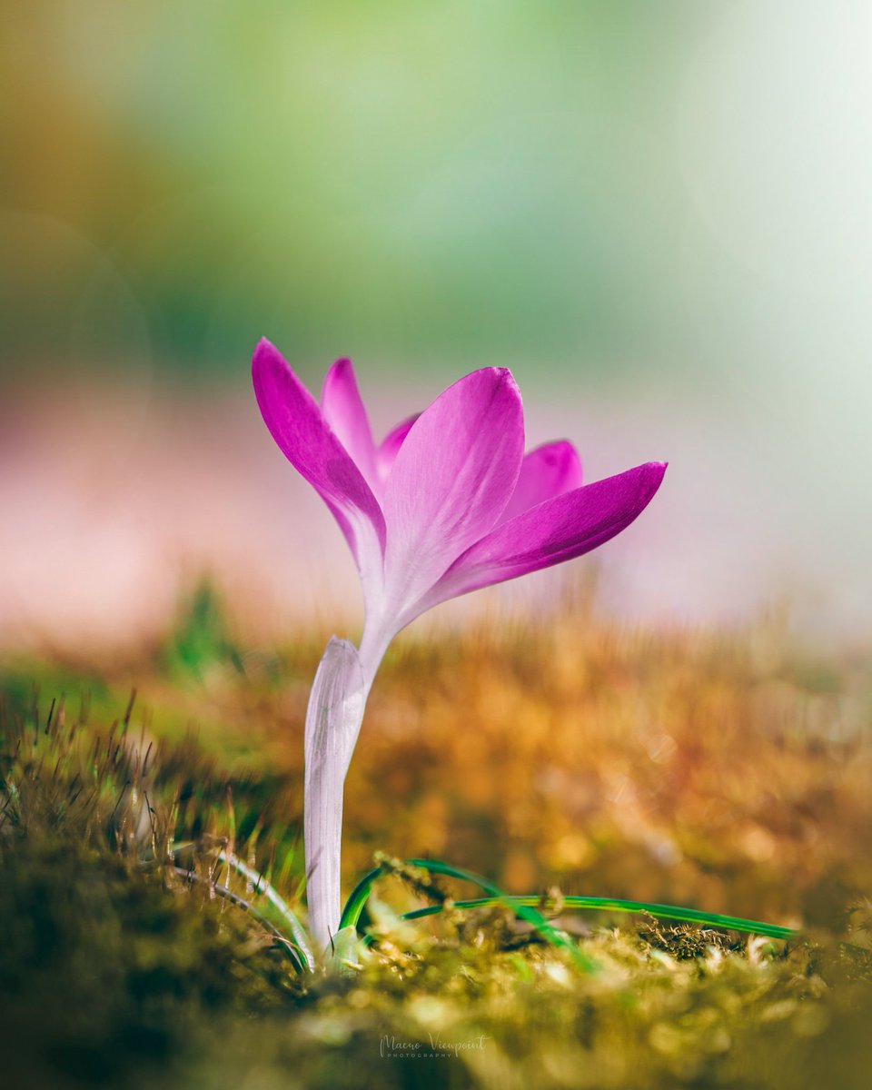 A crocus within a blanket of moss 🌱 

#MacroHour #BeautyNature___ #TwitterNatureCommunity #MacroRetweetTuesday #MomentMonday