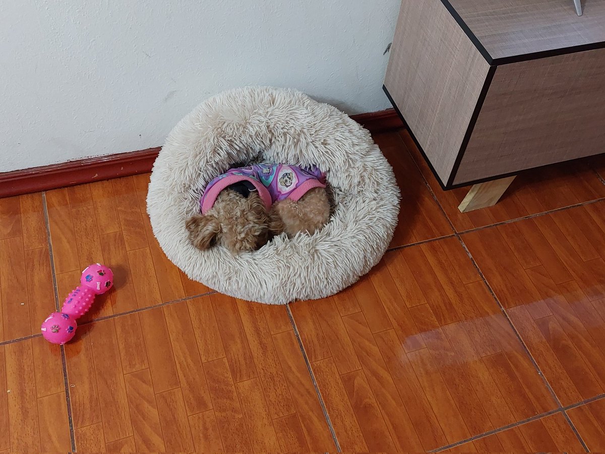 PadreDe_2's tweet image. Papá se va al trabajo.. ella queda durmiendo xq esta haciendo frío..  que felicidad jajajajajaja #Flopy 🐾🐾