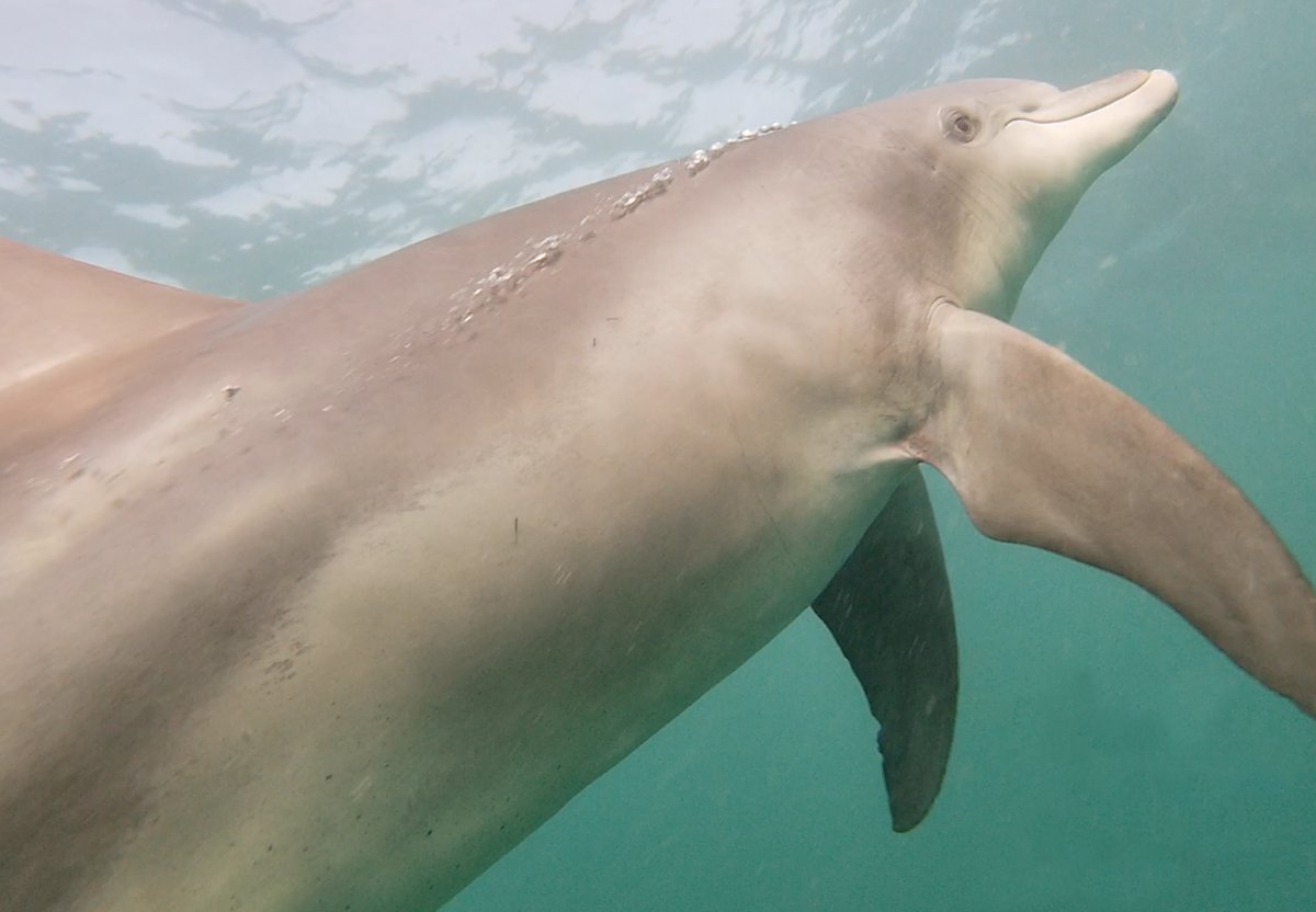 TuruhiCommunity's tweet photo. While snorkeling in the Atlantic Ocean at Rockingham in Perth (Australia), you get an opportunity to swim with wild Dolphins.
#rockingham #swimwithdolphin #australia https://t.co/WAvBRJQ5Y0