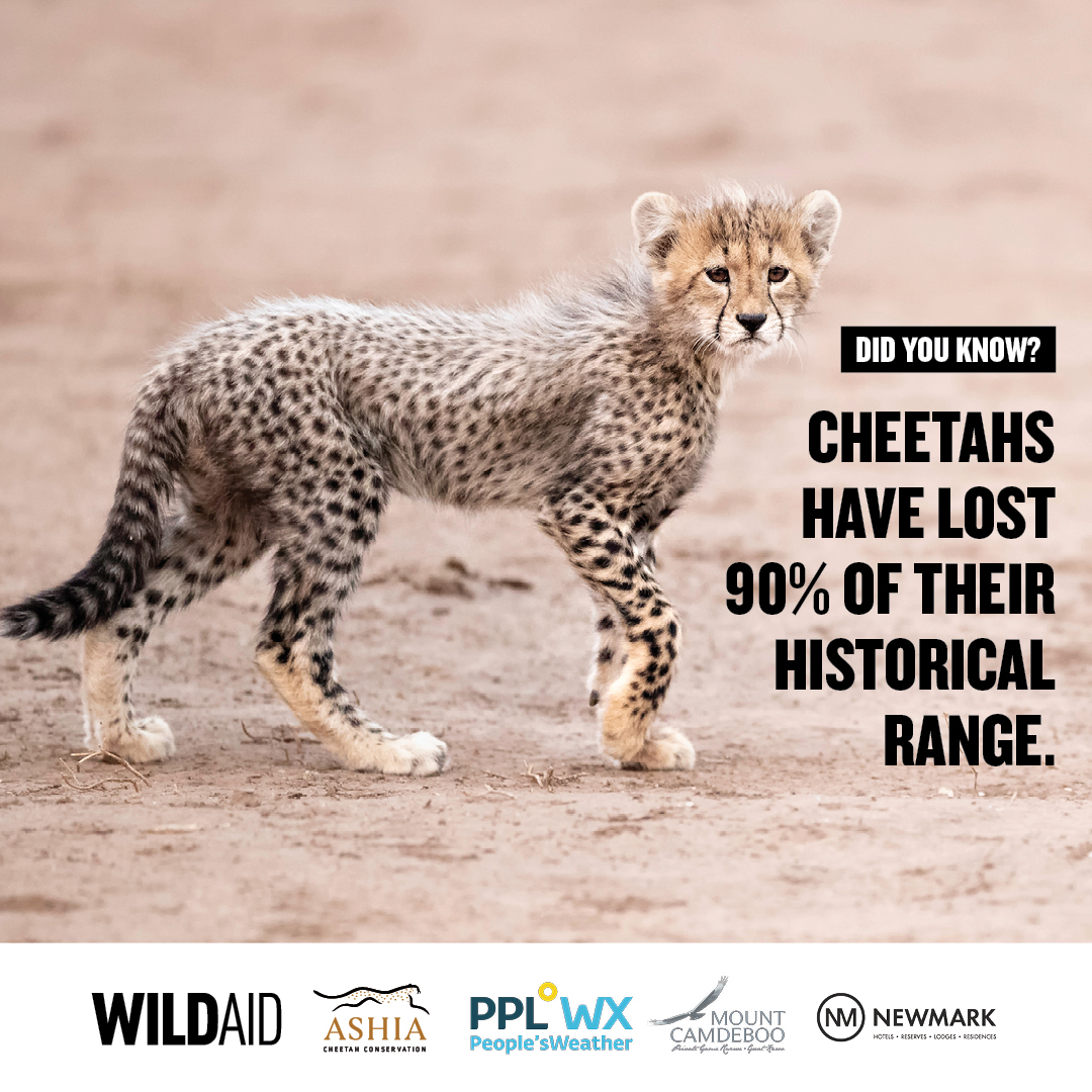 📍 Learn about the plight of cheetahs with <a href="/shekhinahd/">SHEKHINAH</a> and WIN a 2 night getaway and tracking experience at <a href="/mountcamdeboo/">Mount Camdeboo</a> <a href="/NewmarkHotels/">Newmark</a> and volunteer days at Ashia Cheetah Center worth over R14000!

Enter on <a href="/peoples_weather/">People°s Weather</a>: bit.ly/3D3sGR1 #GiveCheetahsSpace 🐆💛🖤