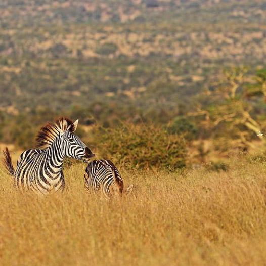 EmmanuelTayai's tweet photo. Do y'know that the pattern of zebra's stripes is different for each individual zebra making them each as unique as fingerprints 🦓🦓

#zebrafact #favorateanimal #tzsafaris #visitngorongoro #wildlifephotographer https://t.co/aHbYqLw38J