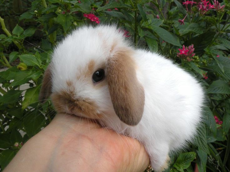 RabbitEveryHour's tweet image. 