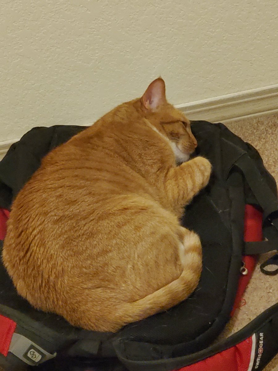 cheesarbean's tweet photo. Bag gomfy https://t.co/AZfu5V1iF8