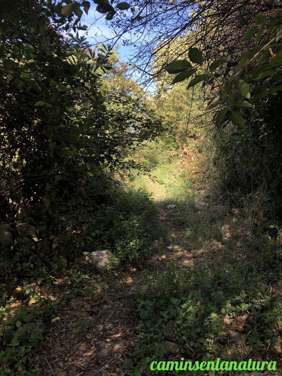 caminsnatura's tweet photo. 📸 Camí de #Peramea a #Bretui.
📍 #PallarsSobirà. https://t.co/7JrBibruFI
