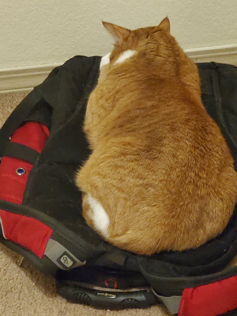 cheesarbean's tweet photo. Bag gomfy https://t.co/AZfu5V1iF8