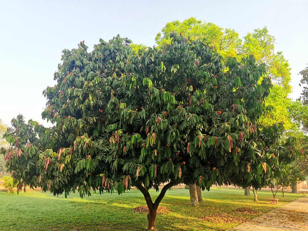 delhitrees's tweet photo. The real Ashoka tree is said to be the Sita Ashoka (Sarava asoca) of the Ashoka Vatika of Ravana! The flowers have a sweet fragrance and the tree looks very graceful. Safdarjung Tomb complex has a few of these trees! https://t.co/nrCd2zon77
