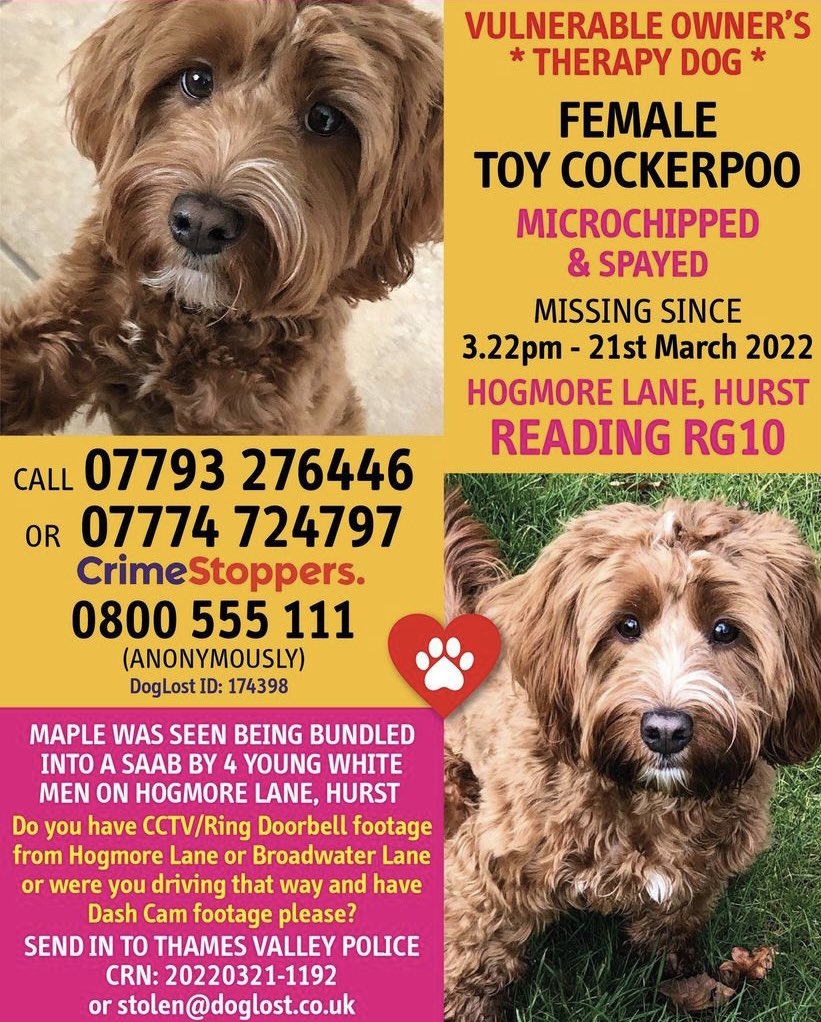 Let’s help reunite Maple with her owner 🍁 Last seen in Hurst, Reading on 21st March📍DogLost ID: 174398 🐕 #FindMaple