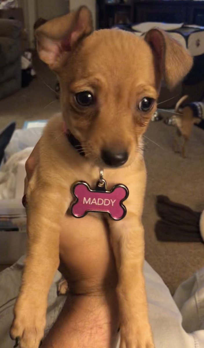 JonathanFBee's tweet image. #RestInPeace &amp;amp; #ThankYouForYourService
#MadeleineJanaKorbelAlbright
(#born #MarieJanaKorbelová)
(#May151937 – #March232022)

#64thUnitedStatesSecretaryOfState
#1st #Female #UnitedStates #SecretaryOfState
#Co-#Namesake #Of #My #Chihuahua  
#Madeleine #Carmella “#Maddy” #Bee