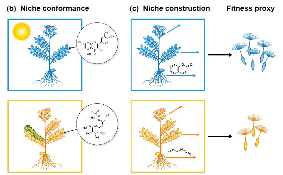Happy to share our ideas how to combine aspects of plant chemodiversity with niche theory and trait-based ecology, just published together with <a href="/rr_junker/">Robert R. Junker</a> in New Phytologist. #NC3Niche #chemodiversity
nph.onlinelibrary.wiley.com/doi/10.1111/np…
