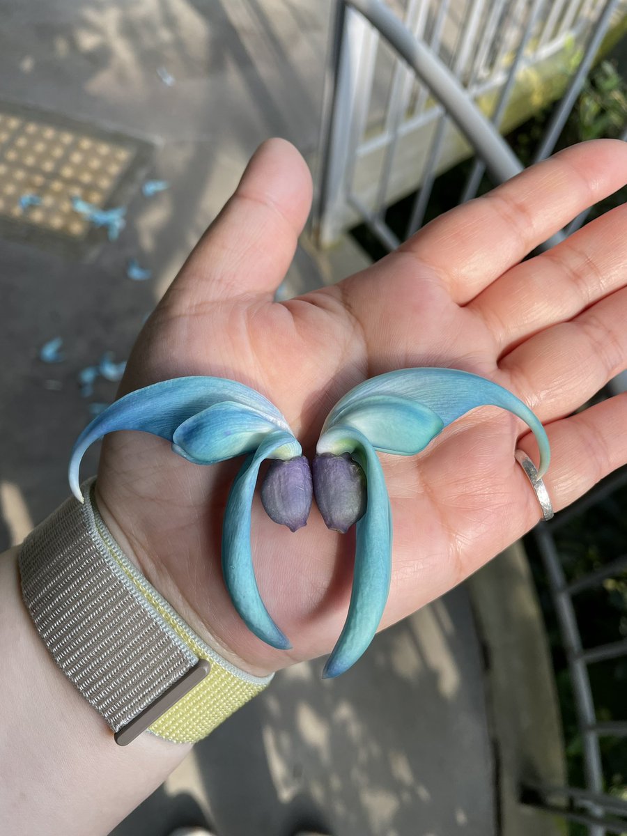 ヒスイカズラを見にきました。
きれーーい！
青い蝶々みたい。

#ヒスイカズラ 
#とっとり花回廊