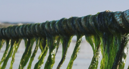 IPac. Acuicultura (@ipacuicultura) on Twitter photo El proyecto ALGALI-TIC, de Mediterranean Algae (<a href="/MediterrAlgae/">Mediterranean Algae</a>) y G2G Algae Solutions (<a href="/g2galgae/">g2galgae</a>), ganador del Agritech Startup Europe Awards de la Fundación Finnova (<a href="/FinnovaEU/">Finnova Foundation</a>) ow.ly/tnOp50IqOWt El proyecto ALGALI-TIC, de Mediterranean Algae (<a href="/MediterrAlgae/">Mediterranean Algae</a>) y G2G Algae Solutions (<a href="/g2galgae/">g2galgae</a>), ganador del Agritech Startup Europe Awards de la Fundación Finnova (<a href="/FinnovaEU/">Finnova Foundation</a>) ow.ly/tnOp50IqOWt