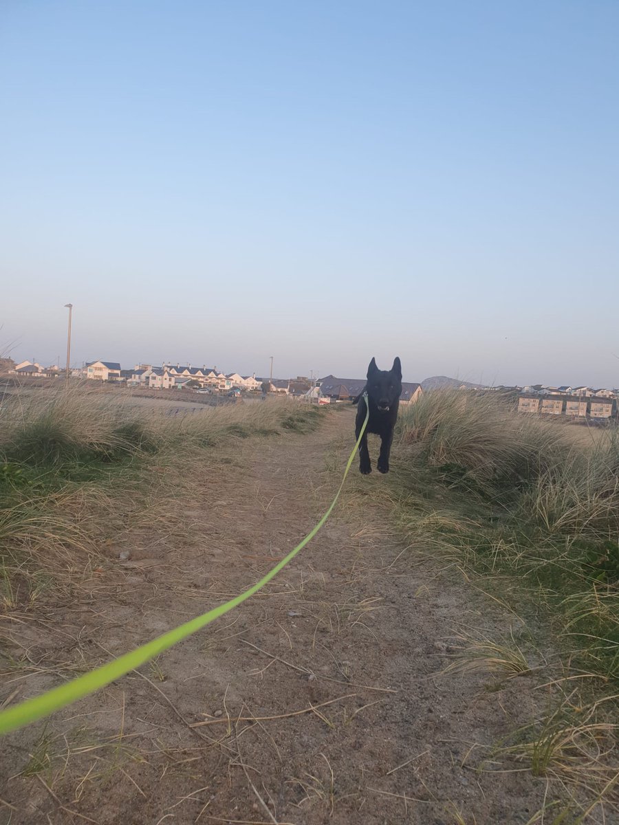 ChNWPoliceDogs's tweet photo. Another one in custody for PD Colt and Handler last night. Following a report of a domestic violence incident in @NWPGwyneddNorth, the suspect made off and hid in a nearby garden - but not for long. Great work team! #AlliancePolicing #PDColt #BlueTeam https://t.co/HE2yzpktQZ