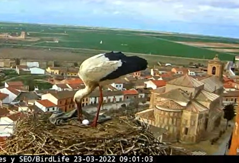 SEO_BirdLife's tweet photo. Buenos y #pajareros días!🦃🦅🦩
Ayer comenzó la puesta en los nidos de cigüeña blanca, tanto en Alcalá de Henares como en Madrigal de las Altas Torres. ¡Ambas parejas tienen un 🥚! 👏
https://t.co/obFwoTu2qO
#webcamSEO #webcamMadrigal #webcamCigüeña https://t.co/yG1Es7OgMC