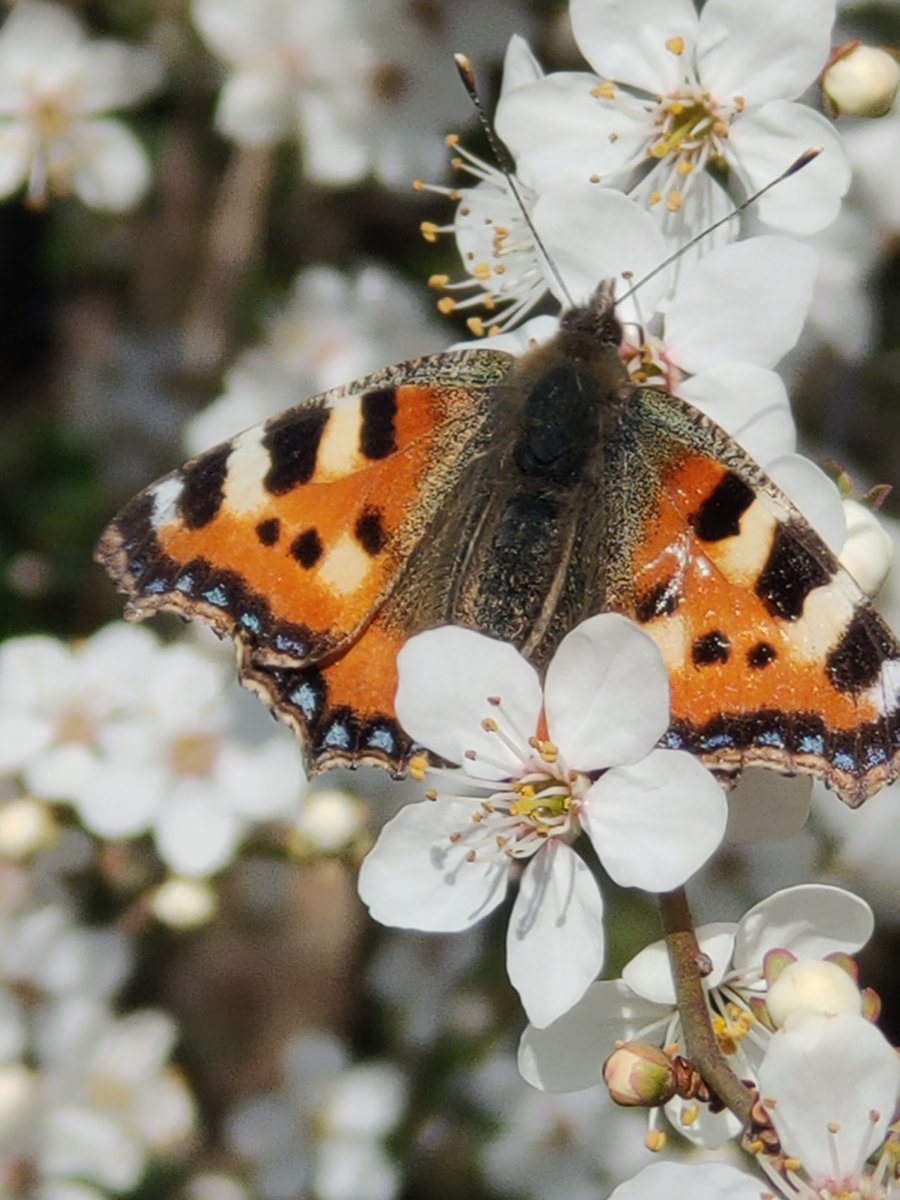 chippie41's tweet photo. @WeardaleDiary Isn't plum blossom lovely 🙂here's #smalltortoiseshell captured on my phone recently, felt joyous, so uplifting #coventry https://t.co/QPvLxpCKHw