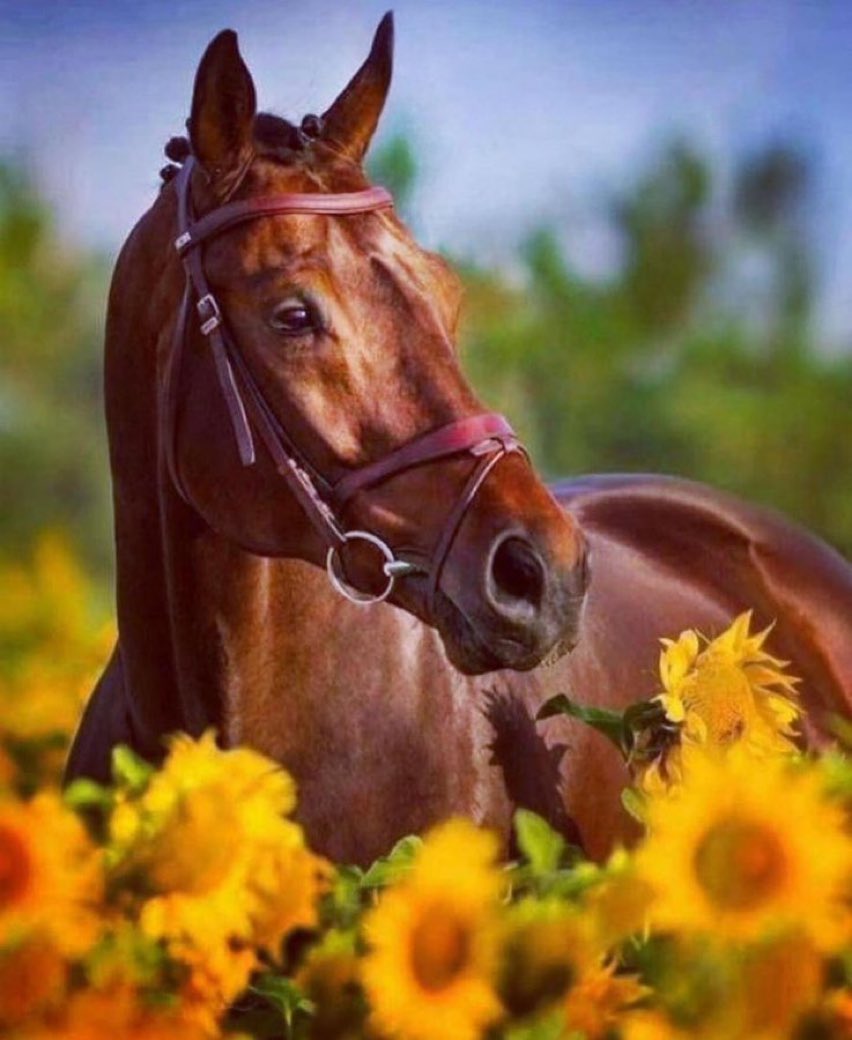 #صباح_الخيرᅠ صباح الخير 🌹