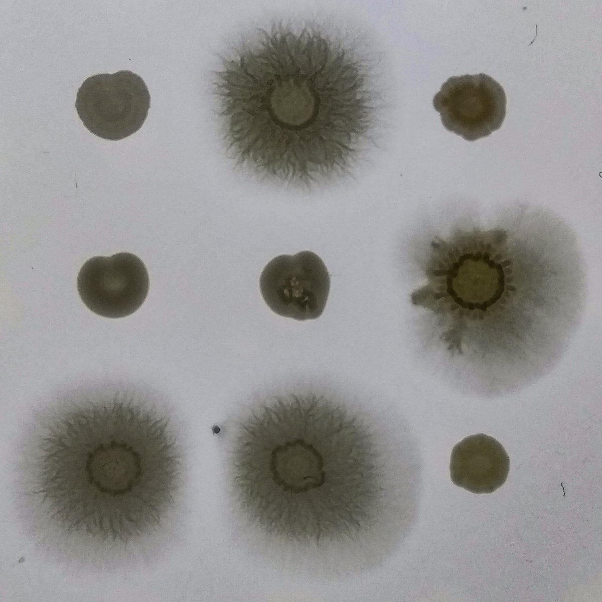 oleoferm's tweet photo. Screening for yeasts growing on short-chain fatty acids. @JSI_SLO #Biotechnology #ERAnet #ERA_CoBioTech https://t.co/z8fQhjRFjO