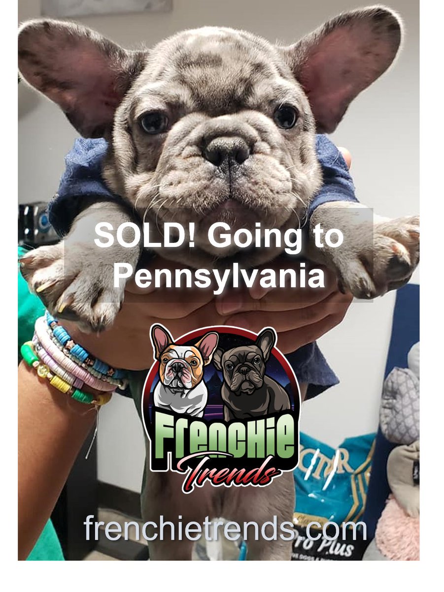 jam2167's tweet photo. Our most inquired about pup just sold and will be going to Pennsylvania. Get yours before it's too late. https://t.co/vwQfyhgu3F #family #frenchbulldogs #militaryfamily #frenchies #frenchielife #Grateful #frenchielove #smart https://t.co/nooNXRQ6Og