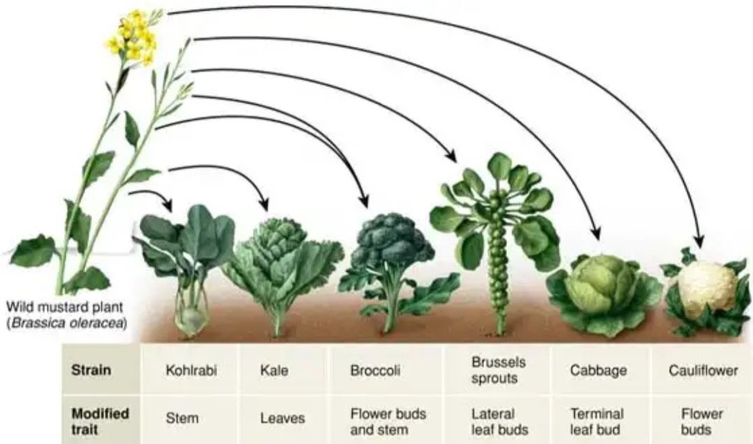 di umur berapa kamu tau kalo brokoli, kubis, kembang kol, brussel sprouts, kale dan kohlrabi berasal dari tanaman yang sama?

pusing ya bedainnya?