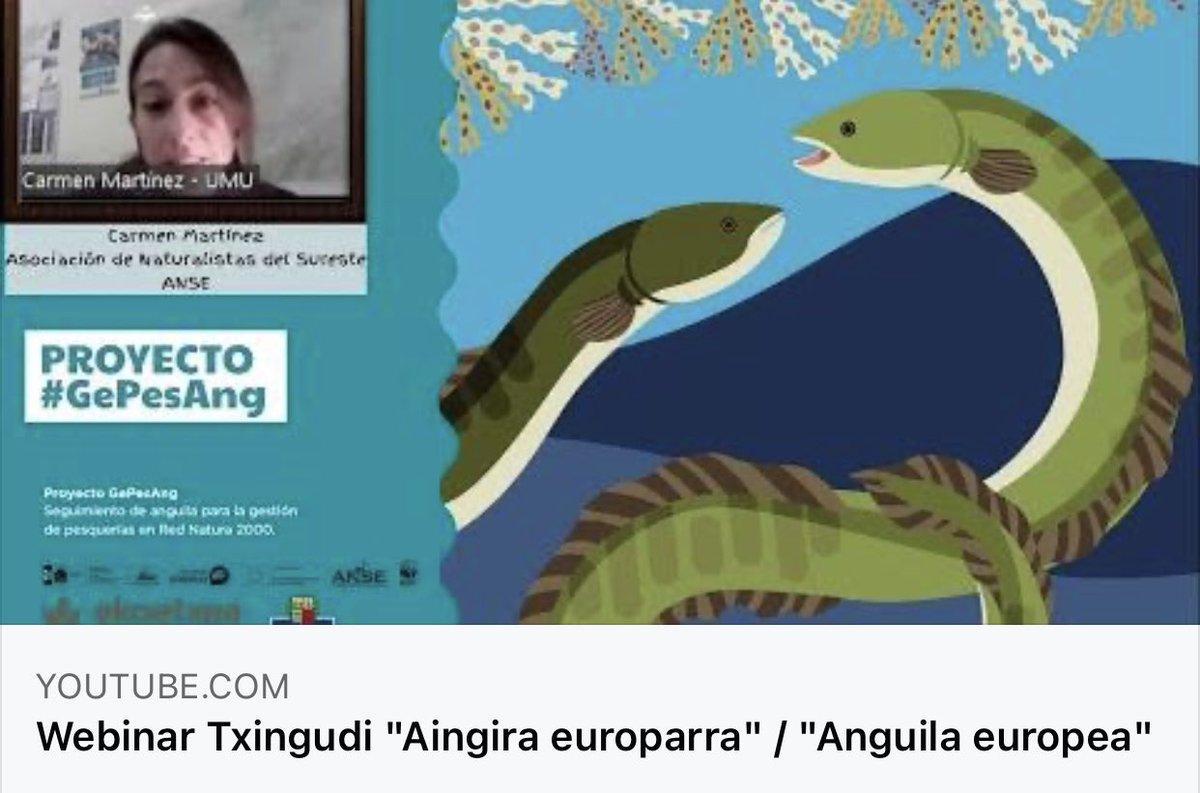 Ekoetxea_eus's tweet photo. 📍#Ekoetxea #Txingudi
📽 Europako aingirari eta #GePesAng proiektuari buruzko hitzaldia @asociacionanse-ren eskutik.
#Txingudi-ko paduran hain berezia den espezie hau ezagutzea izan da helburu nagusia.
🔴Hemen ikusgai👉 https://t.co/gStGFzEMIa https://t.co/WY4xKsIdie