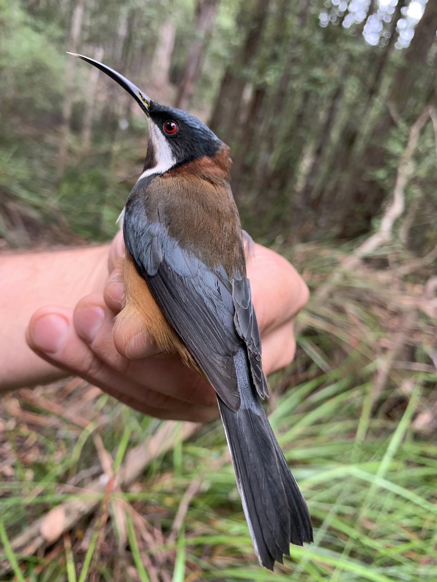 Dr SWIFT PARROT tweet media