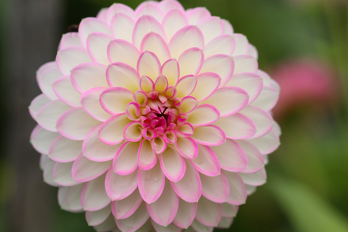 sweetstickyrain's tweet photo. #FlowerMonth
#FlowerDay
#NationalFlowerMonth
#NationalFlowerDay
https://t.co/WQSoVcbt2P
National flower month
flower day
blooms
blossoms
buds https://t.co/WZlJduUC2m