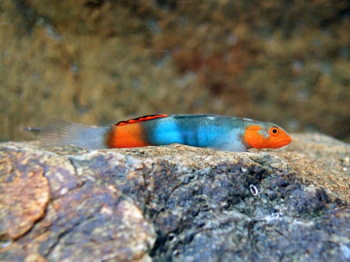 Shoal_Org's tweet photo. 2⃣1⃣2⃣ species of freshwater fish were newly identified last year, including this brightly coloured goby from Okinawa, Japan 🇯🇵 

Shoal today release a landmark New Species 2021 report detailing this guy, a fish called Wolverine, and much more.. Read on!👇
https://t.co/statOFhdSG https://t.co/yUDlKDjvEO