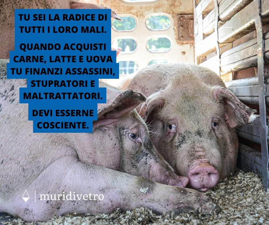 muridivetro tweet media