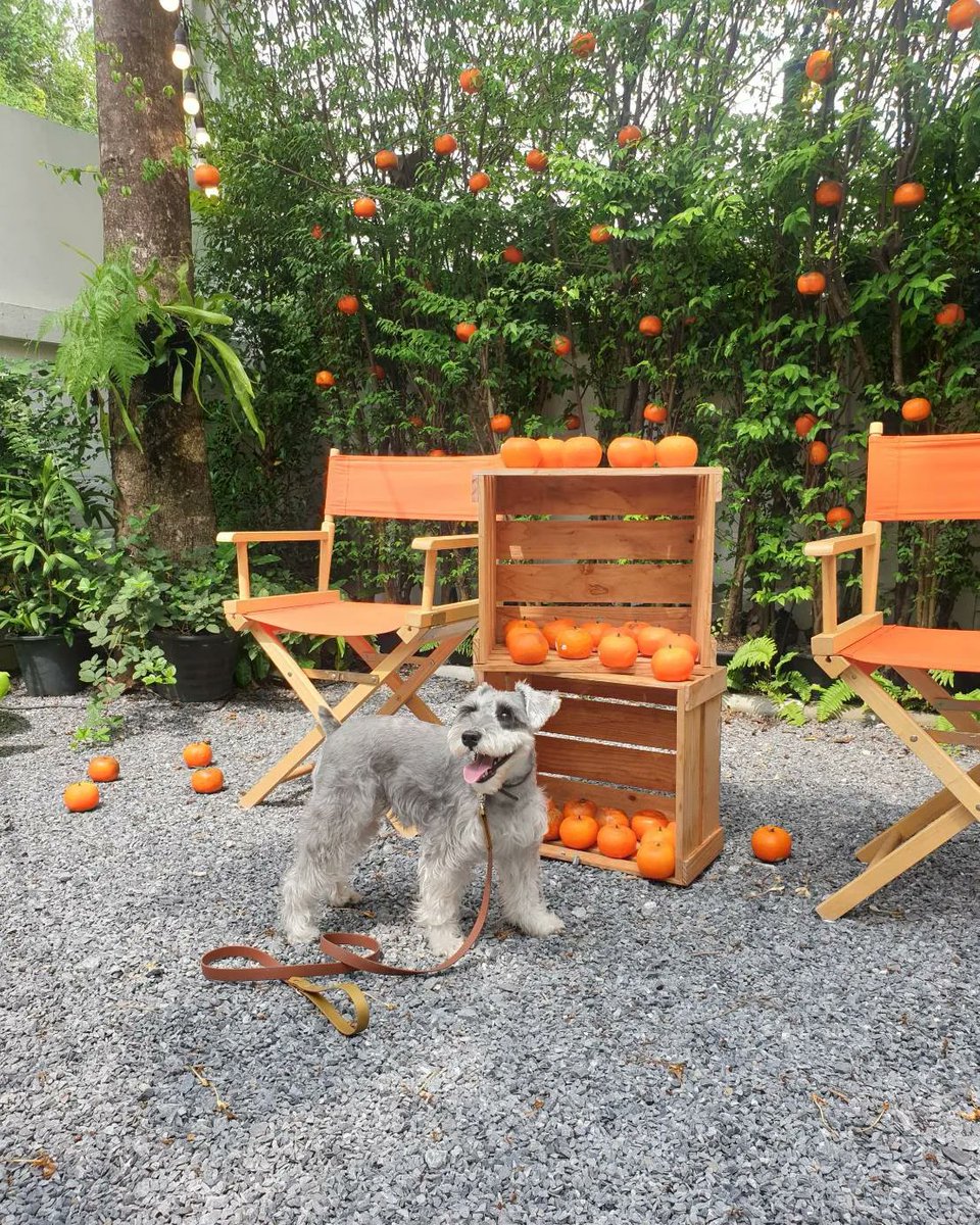 classicalism's tweet photo. @hashflownetwork #NationalPuppyDay on Thursday?!?
So let's meet my lovely Nemo with all the oranges around.
#hashpuppy #hashswag #hashbeanie
ps. it's Wednesday actually.😝 https://t.co/a9l1s5ea96