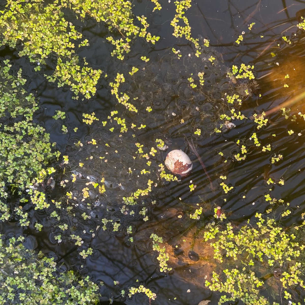 MadamFafa's tweet photo. Things I find exciting
Zoom in for frogspawn! https://t.co/c9vWfLWyX5