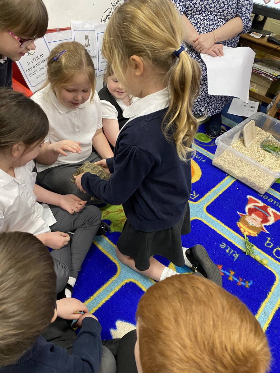 FeckenhamSchool's tweet photo. This week 'Ted the tortoise' came to visit Doves class. The children learnt about how to care for tortoises, and Ted loved exploring our carpet area! #tortoise #caringforpets 🐢💚 https://t.co/ngNjpE6IRg